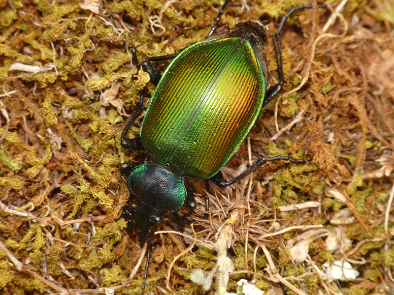 Lymantria e Calosoma in Grecia